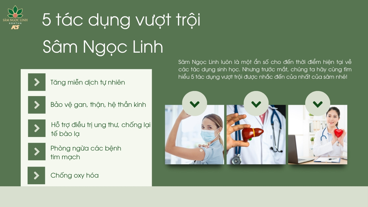 5 tác dụng vượt trội có trong sâm Ngọc Linh.