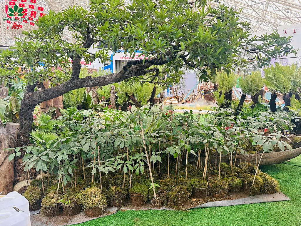 Các cây sâm Ngọc Linh được trưng bày tại sự kiện triển lãm.