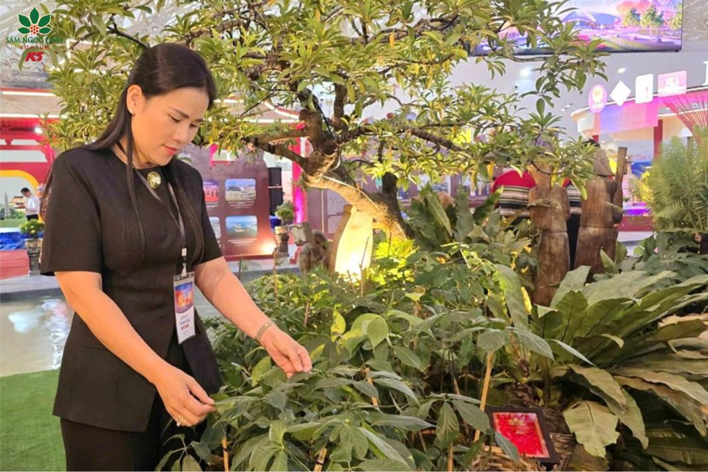 Phó Giám đốc Sở VHTTDL tỉnh Quảng Ngãi Bạch Thị Mân giới thiệu về cây sâm Ngọc Linh.